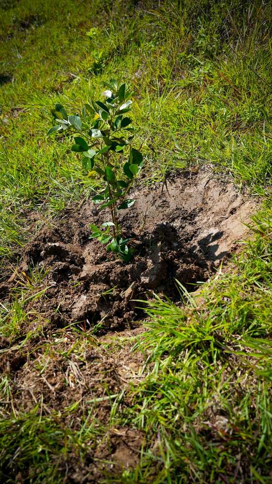Árbol nativo recién sembrado